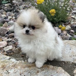 Boy 1 - White male Pomeranian puppy in Pocatello, Idaho from Avalon Pomeranians