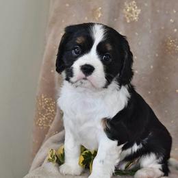Alyssa - Tri-color female Cavalier King Charles Spaniel puppy in West Sacramento, California from Autumn Nightz Cavaliers