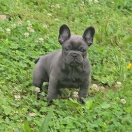 French Bulldog puppies from Freaky Frenchies
