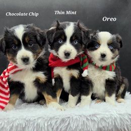 Thin Mint - Black tri male Toy Australian Shepherd puppy in Viking, Minnesota from Son Shine Farm