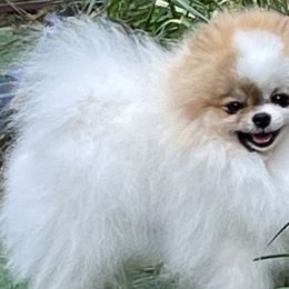Devin - Pomeranian