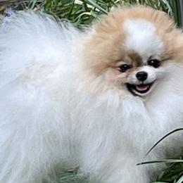 Devin - Pomeranian