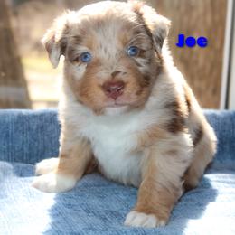 Joe - Red merle male Australian Shepherd puppy in Coldwater, Michigan from Northern Star Australian Shepherds