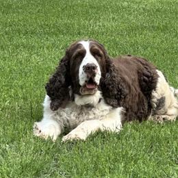 English Springer Spaniel puppies from Sara's English Springer Spaniels