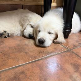 Golden Retriever and Poodle Puppies from Clementi Pearl Golden and Poodle