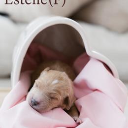 Estelle - Apricot female Goldendoodle puppy in Acton, Maine from Silver Pines Pups