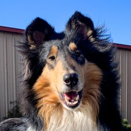 Collies from Meissa Collies