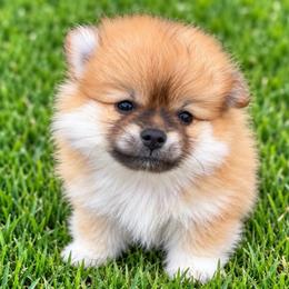 Girl 1 - Orange parti female Pomeranian puppy in Mc Henry, Illinois from Pomeranians
