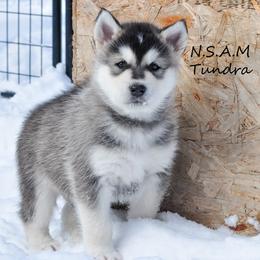Alaskan Malamute Puppies from North Shore Alaskan Malamutes