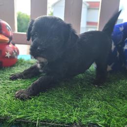Ppm1 - Black white and tan male Chinese Crested puppy in New Castle, Pennsylvania from Long Haul Cresteds & Long Rotts