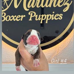 Girl 4 - Fawn female Boxer puppy in Orlando, Florida from Martinez AKC Boxers of Central Florida