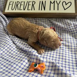 Maritime - Red  female Goldendoodle puppy in Camden, North Carolina from Oopsie Doodles of NC