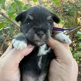 Purple collar - Black female Miniature Schnauzer puppy in Tacoma, Washington from AKC Nordwest Schnauzers