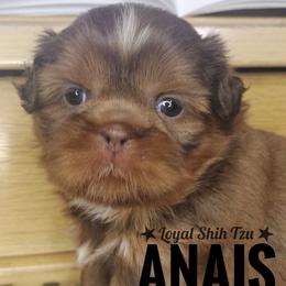 Anais - Liver and white female Shih Tzu puppy in Peoria, Arizona from Loyal Shih Tzu
