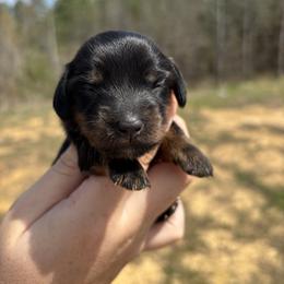 Cylee X Bandit orange collar - Brindle female Dachshund puppy in Delano, Tennessee from Olive Branch Acres