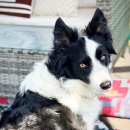 Cali - Border Collie