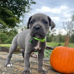 Smokey - Gray male Cane Corso puppy in Lititz, Pennsylvania from Lititz Cane Corsos