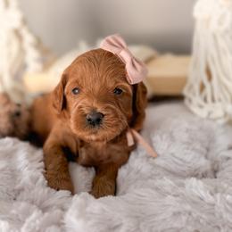 Nova - Red  female Goldendoodle puppy in Garden Grove, California from Sunkissed Doodles