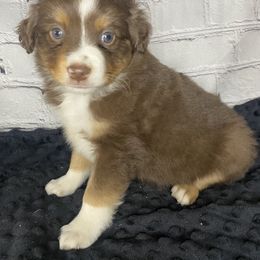 Boy 4 - Miniature Australian Shepherd puppy in Paris, Texas from Kuttin’ Up Mini Aussies