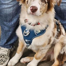 Australian Shepherd Puppies from Janovsky Australian Shepherds- AKC Registered