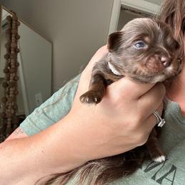 Choc 2 - Chocolate and tan male Yorkshire Terrier puppy in Sterling, Colorado from Yorkies