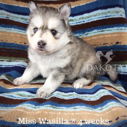 Pomsky Puppies from Dakota Pomskies