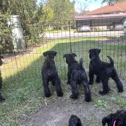 Kerry Blue Terrier Puppies from Costerra Kerry Blue Terriers