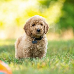 Goldendoodle and Poodle Puppies from Shadow Ridge Doodles
