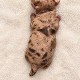 Pugsley - Dapple male Dachshund puppy in Bartlett, Illinois from Dachshundsnextdoor