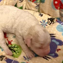 Fuli - White female Lagotto Romagnolo puppy in Chicago, Illinois from Midwest Lagotto Romagnolo