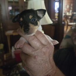 Boy 2 - White black and tan male Toy Fox Terrier puppy in Wellborn, Florida from Roudee Dragontails