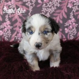 Australian Shepherd, Miniature American Shepherd, Miniature Australian Shepherd, and Toy Australian Shepherd Puppies from Painted Blue Aussies
