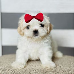 Girl 3 - Cream and white female Shih Tzu puppy in Seguin, Texas from Dolled Up Shih Tzus