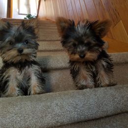 Yorkshire Terrier Puppies from Pampered Companions