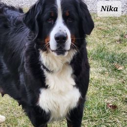 Nika - Black rust and white female Bernese Mountain Dog puppy in Auburn, Indiana from Swamp Creek Berners