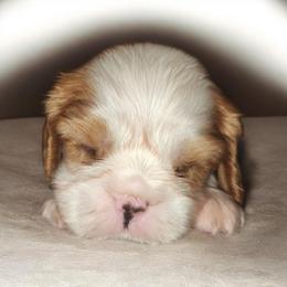Tush - Blenheim male Cavalier King Charles Spaniel puppy in Ewa Beach, Hawaii from Royal Paradise Cavaliers of Hawaii