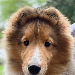 Collies and Shetland Sheepdogs from Rohde Collies & Shetland Sheepdogs
