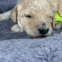 Buzz Green Collar - Cream male Goldendoodle puppy in Lexington, North Carolina from Deborah’s Doodles