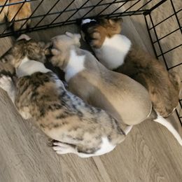 Whippet puppies from Clarriott Whippets