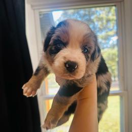 Dolly - Blue merle female Australian Shepherd puppy in Mckenzie, Tennessee from Whispering Iris Aussies