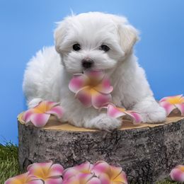 Maltese and Maltipoo Puppies from Chez Lexi Kennels