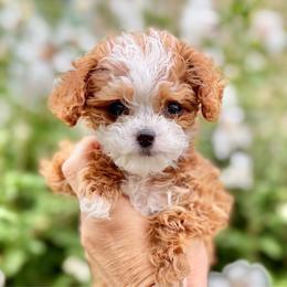 Luna - Pink Collar Girl - Red female Cavapoo puppy in Highland, Utah from Angel Pups Deluxe