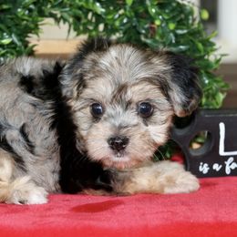 Companion Cross, Maltese, Morkie, and Yorkipoo Puppies from MC Kennels