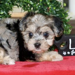 Companion Cross, Maltese, Morkie, and Yorkipoo Puppies from MC Kennels