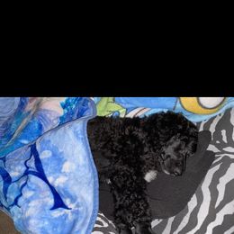 Poodle All Grown Up from TGT Fancy Pants Poodles