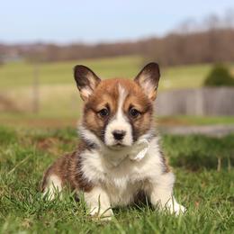 Hunter - White and fawn male Pembroke Welsh Corgi puppy in Sugarcreek, Ohio from Admar Canines