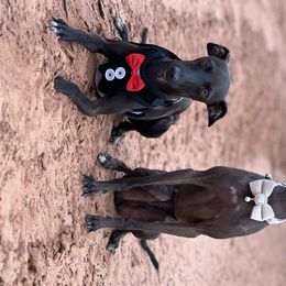 Italian Greyhounds from Black Hill Italian Greyhounds