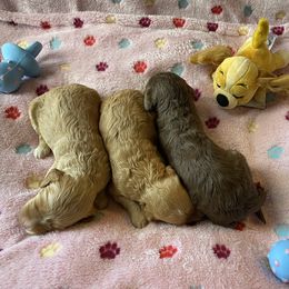 Australian Labradoodle and Double Doodle Puppies from Little Kingdom Doodles