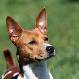Jesse - Rat Terrier
