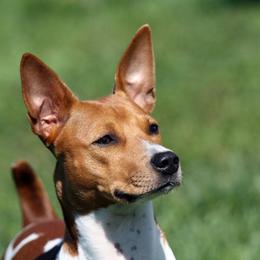 Jesse - Rat Terrier